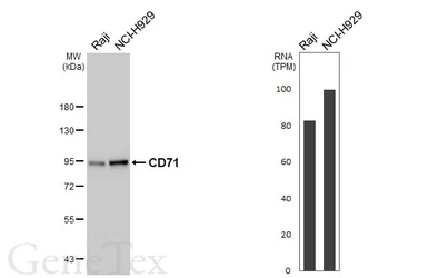 Anti-CD71 antibody [HL5775] used in Western Blot (WB). GTX646846