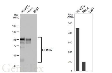 Anti-CD105 antibody [HL5785] used in Western Blot (WB). GTX646856