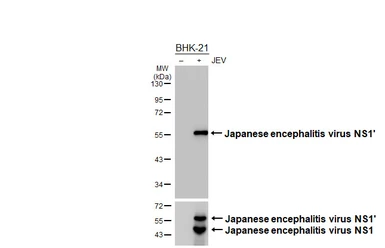 Anti-Japanese encephalitis virus NS1' antibody [HL5789] used in Western Blot (WB). GTX646860