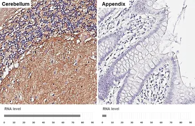Anti-GPRC5B antibody [HL5794] used in IHC (Paraffin sections) (IHC-P). GTX646865