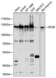 Anti-eIF3B antibody used in Western Blot (WB). GTX64714