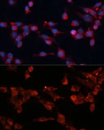 Anti-eIF3B antibody used in Immunocytochemistry/ Immunofluorescence (ICC/IF). GTX64714