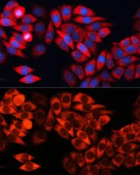 Anti-eIF3B antibody used in Immunocytochemistry/ Immunofluorescence (ICC/IF). GTX64714