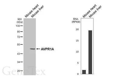 Anti-AVPR1A antibody [HL5826] used in Western Blot (WB). GTX647144