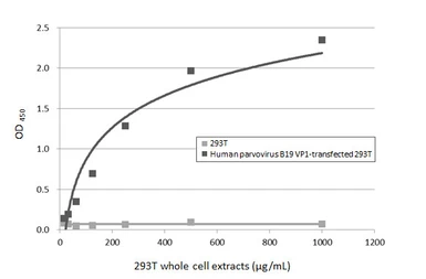 Anti-Human parvovirus B19 VP1 antibody [HL5827] used in ELISA (ELISA). GTX647145