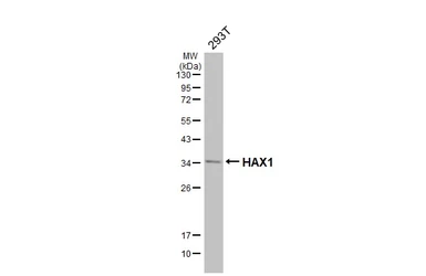 Anti-HAX1 antibody [HL5834] used in Western Blot (WB). GTX647152