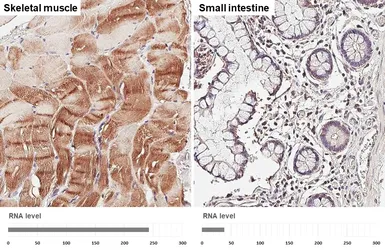 Anti-HAX1 antibody [HL5834] used in IHC (Paraffin sections) (IHC-P). GTX647152