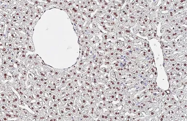 Anti-NFIB antibody [HL5837] used in IHC (Paraffin sections) (IHC-P). GTX647155