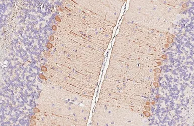 Anti-Aldolase C antibody [HL5849] used in IHC (Paraffin sections) (IHC-P). GTX647167