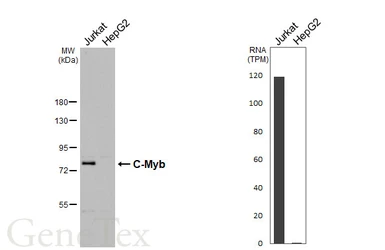 Anti-C-Myb antibody [HL5867] used in Western Blot (WB). GTX647191