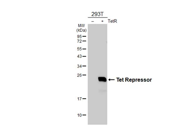 Anti-Tet Repressor antibody [HL5875] used in Western Blot (WB). GTX647199