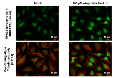Anti-RPA32 (phospho Ser4) antibody [HL5883] used in Immunocytochemistry/ Immunofluorescence (ICC/IF). GTX647207