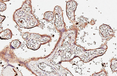 Anti-CD63 antibody [HL5890] used in IHC (Paraffin sections) (IHC-P). GTX647214