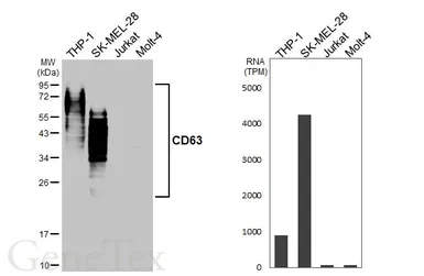 Anti-CD63 antibody [HL5891] used in Western Blot (WB). GTX647215