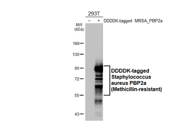 Anti-Staphylococcus aureus PBP2a (Methicillin-resistant) antibody [HL5892] used in Western Blot (WB). GTX647216