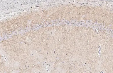 Anti-EAAT1 antibody [HL5913] used in IHC (Paraffin sections) (IHC-P). GTX647238