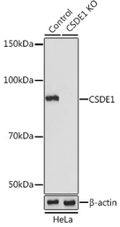 Anti-CSDE1 antibody used in Western Blot (WB). GTX64731