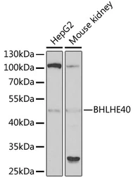 Anti-SHARP2 antibody used in Western Blot (WB). GTX64734