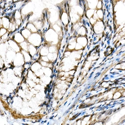 Anti-SHARP2 antibody used in IHC (Paraffin sections) (IHC-P). GTX64734