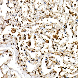 Anti-SHARP2 antibody used in IHC (Paraffin sections) (IHC-P). GTX64734