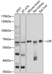 Anti-LSR antibody used in Western Blot (WB). GTX64741
