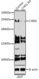 Anti-CHD1 antibody used in Western Blot (WB). GTX64749