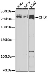Anti-CHD1 antibody used in Western Blot (WB). GTX64749
