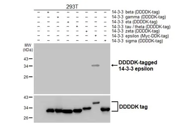 Anti-14-3-3 epsilon antibody [HL5944] used in Western Blot (WB). GTX647556