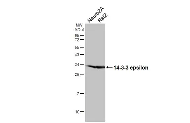 Anti-14-3-3 epsilon antibody [HL5944] used in Western Blot (WB). GTX647556