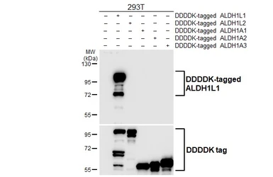 Anti-ALDH1L1 antibody [HL5956] used in Western Blot (WB). GTX647568