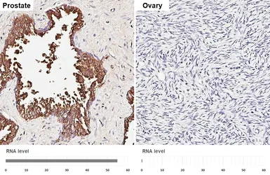 Anti-CD13 antibody [HL5966] used in IHC (Paraffin sections) (IHC-P). GTX647580