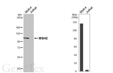 Anti-MSH2 antibody [HL5971] used in Western Blot (WB). GTX647585