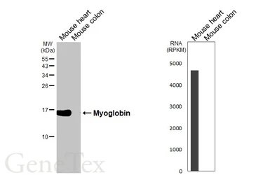 Anti-Myoglobin antibody [HL5977] used in Western Blot (WB). GTX647591