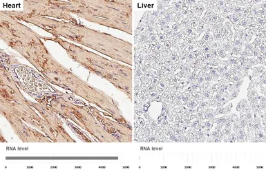 Anti-Myoglobin antibody [HL5977] used in IHC (Paraffin sections) (IHC-P). GTX647591