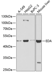 Anti-EDA antibody used in Western Blot (WB). GTX64760