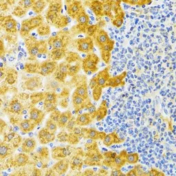 Anti-EDA antibody used in IHC (Paraffin sections) (IHC-P). GTX64760