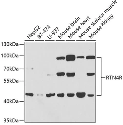 Anti-Nogo Receptor antibody used in Western Blot (WB). GTX64766