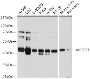 Anti-MRPS27 antibody used in Western Blot (WB). GTX64786