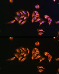 Anti-MRPS27 antibody used in Immunocytochemistry/ Immunofluorescence (ICC/IF). GTX64786