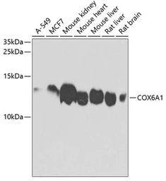 Anti-COX6A1 antibody used in Western Blot (WB). GTX64790