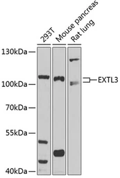 Anti-EXTL3 antibody used in Western Blot (WB). GTX64791