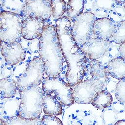 Anti-EXTL3 antibody used in IHC (Paraffin sections) (IHC-P). GTX64791