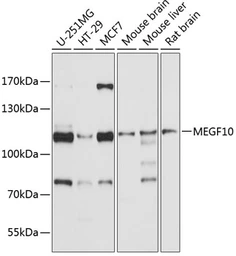 Anti-Megf10 antibody used in Western Blot (WB). GTX64802
