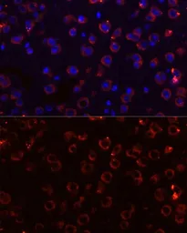 Anti-Megf10 antibody used in IHC (Paraffin sections) (IHC-P). GTX64802
