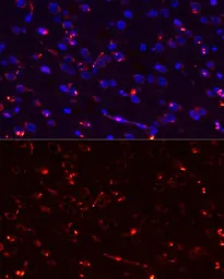 Anti-Megf10 antibody used in IHC (Paraffin sections) (IHC-P). GTX64802