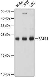 Anti-RAB13 antibody used in Western Blot (WB). GTX64803