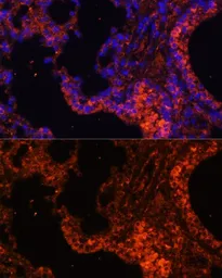 Anti-alpha 1 Spectrin antibody used in IHC (Paraffin sections) (IHC-P). GTX64806