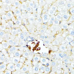 Anti-alpha 1 Spectrin antibody used in IHC (Paraffin sections) (IHC-P). GTX64806