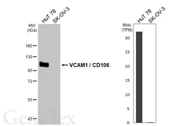 Anti-VCAM1 / CD106 antibody [HL5998] used in Western Blot (WB). GTX648072
