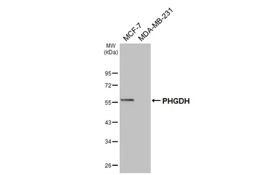 Anti-PHGDH antibody [HL6006] used in Western Blot (WB). GTX648080